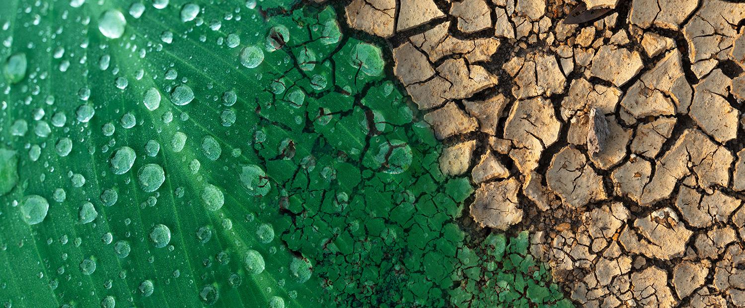 A close-up of a green leaf with dew merging into brown cracked soil